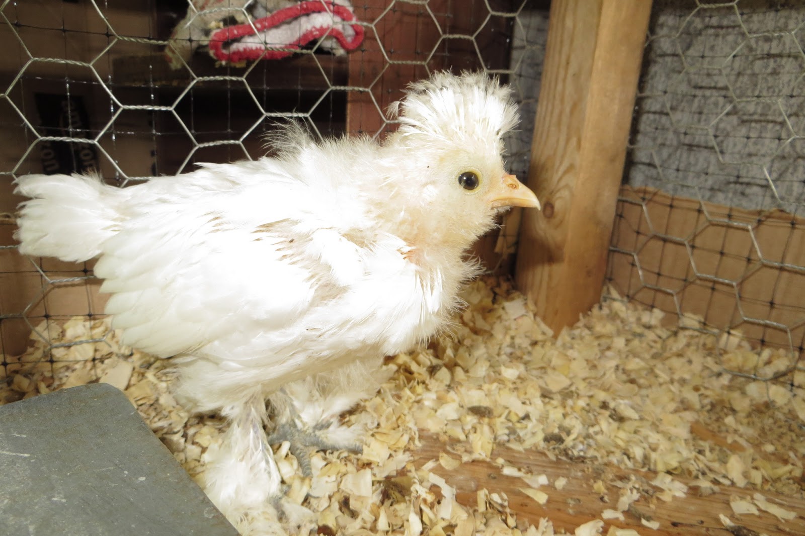 Feather Feet & Vulture Hocks Chick Progression The Sultans