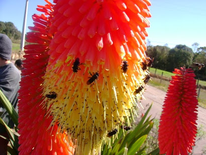 Beautiful flower with many Arapuas!