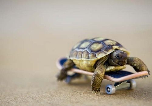 tiny-turtle-on-tiny-skateboard.jpeg