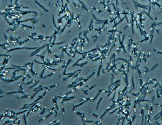Eubacteria That Looks Like A Cat Eubacteria That Looks Like A Cat