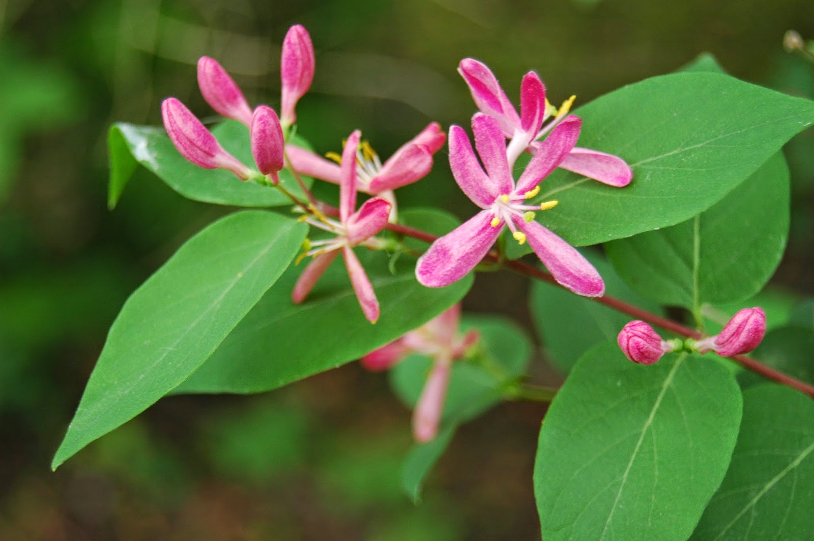 What's Blooming Connecticut Tatarian Honeysuckle