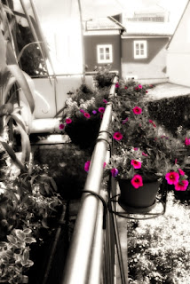 Pink Calibrachoa Pink Calibrachoa