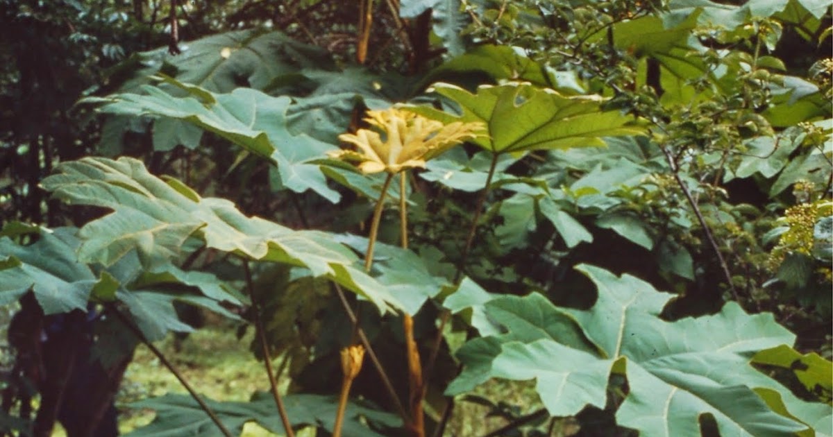 Botany Professor How plants do everything without moving Botany Professor How plants do everything without moving