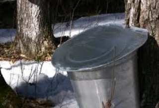 Maple Tree Tapped for Sap Maple Tree Tapped for Sap