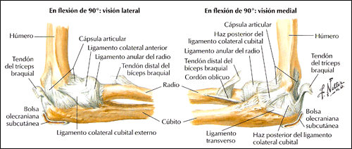 CODO ARTICULACIONES codo articulaciones: