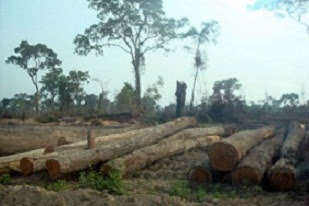 Deforestations by the Vietnamese rubber plantations companies the largest land-grabs ever.