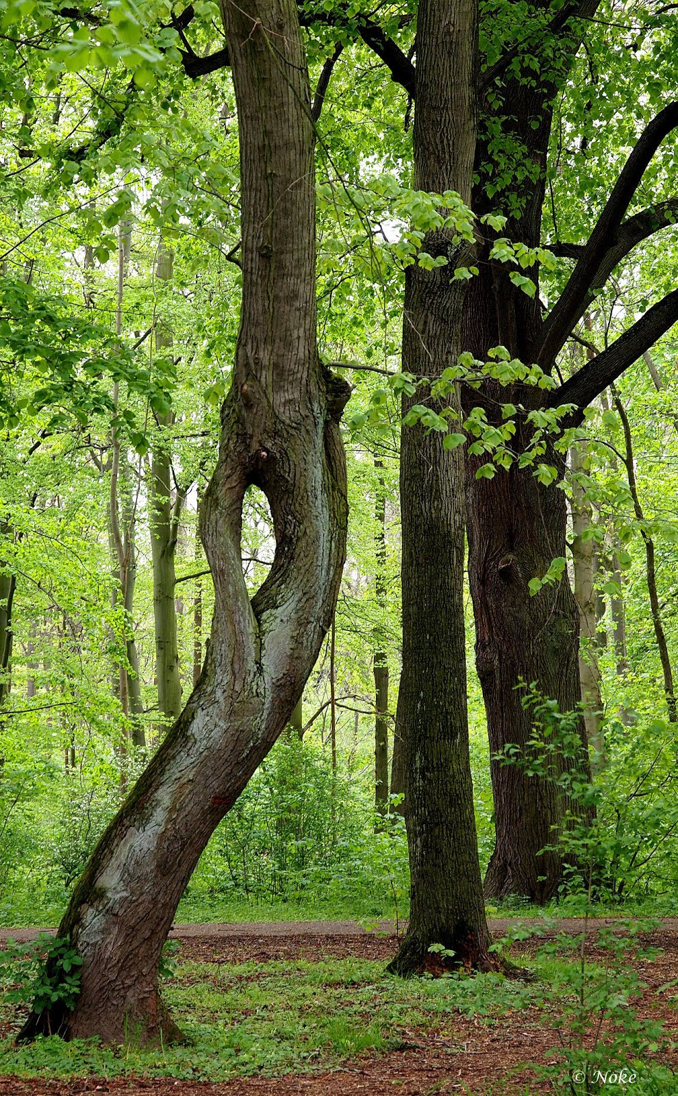 Baum mit Loch April_2019