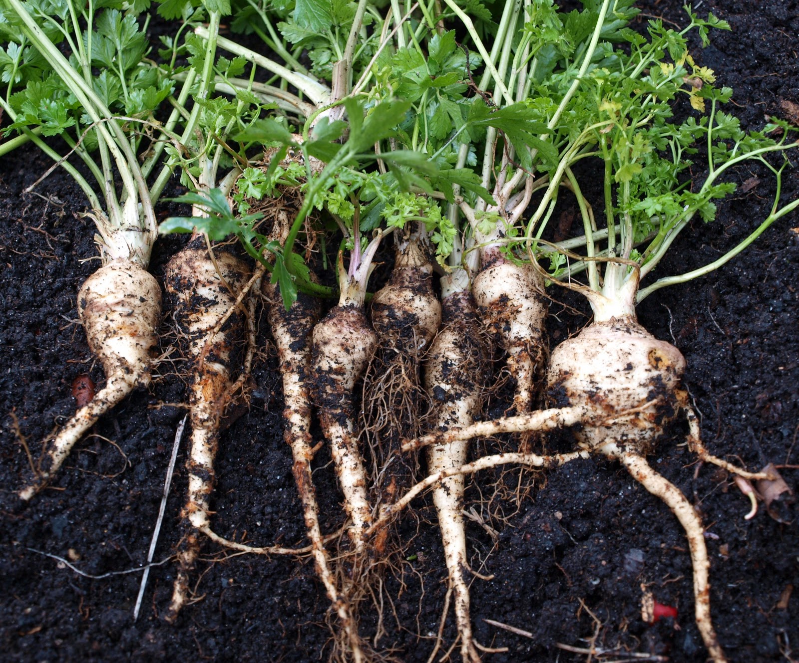 Mark's Veg Plot The last of the Parsnips
