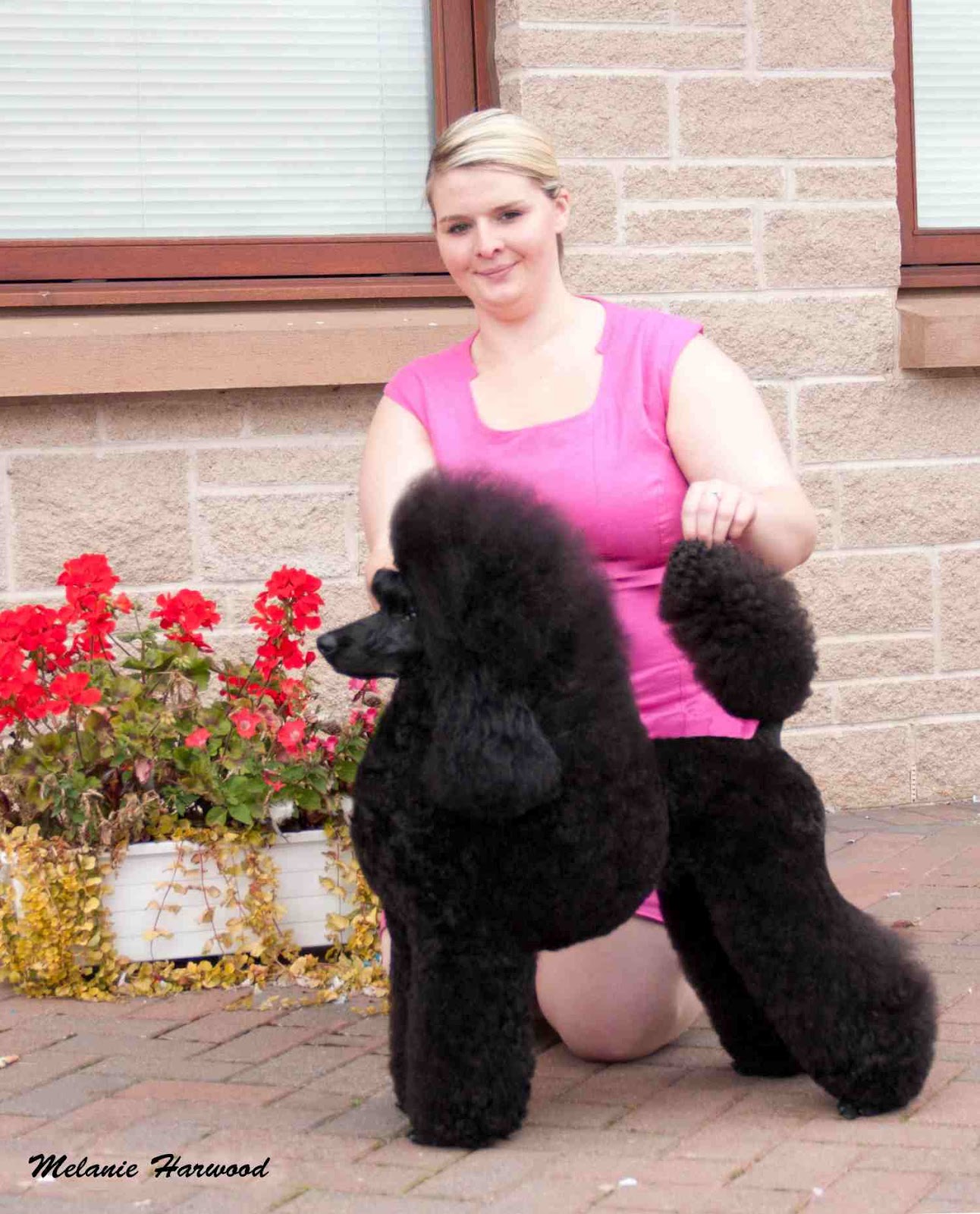 Beautiful Poodle