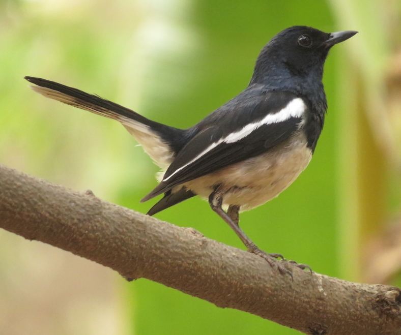 ABHIPRAI MORE BIRDS AT GOA VELHA