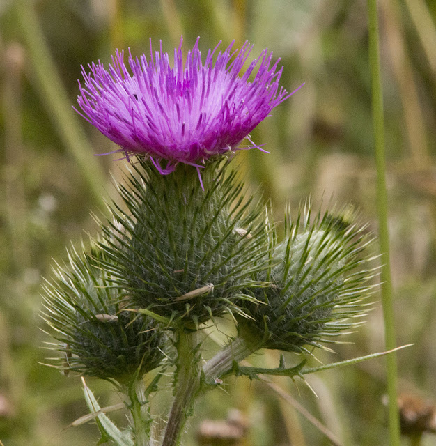 Spear Thistle flower, Cirsium vulgare. Hutchinson's Bank, 2 August 2011. Spear Thistle flower, Cirsium vulgare. Hutchinson's Bank, 2 August 2011.