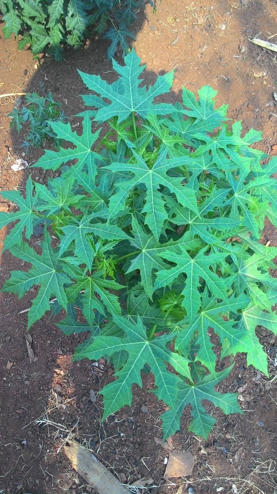 Budidaya Pepaya Jepang