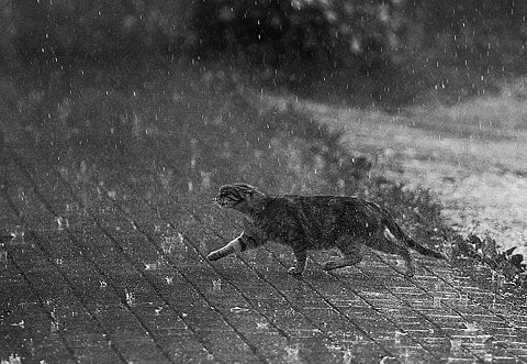 Gato e chuva, será que é uma boa combinação?