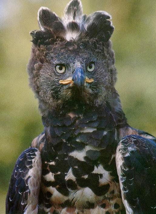 Águila coronada africana Águila Coronada Africana