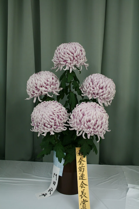 All Chrysanthemum Federation Presidential : Chrysanthemum Exhibition, at Toyama Fairy Forest