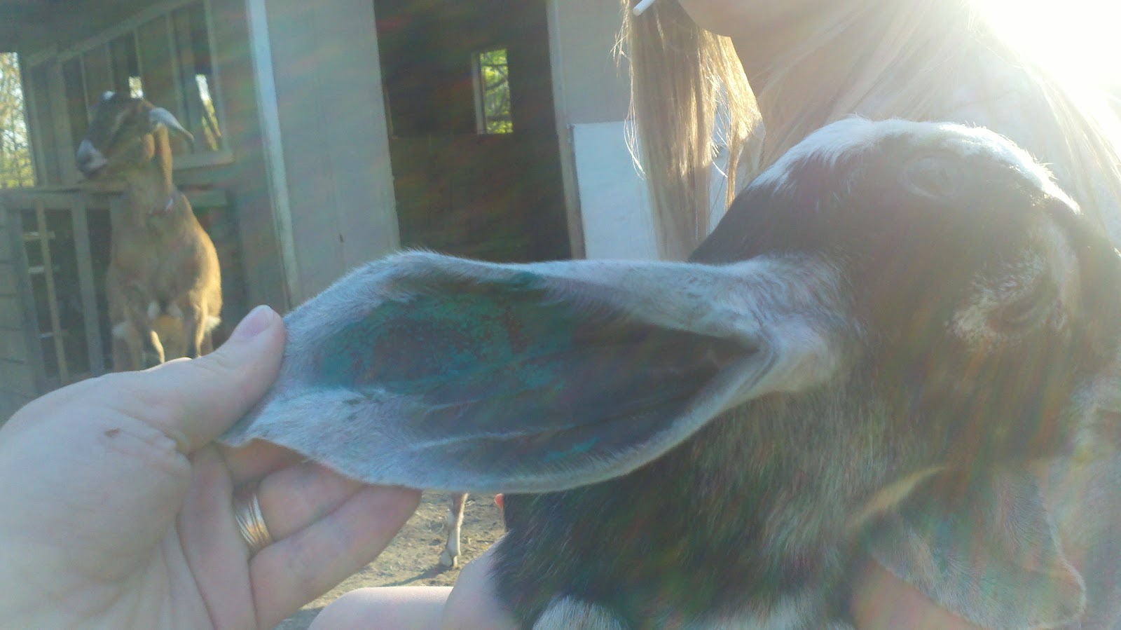 Our TN Adventure Disbudding & Tattooing the Goats