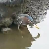 Inacreditável vídeo mostra pássaro pescando com pão Inacreditável vídeo mostra pássaro pescando com pão