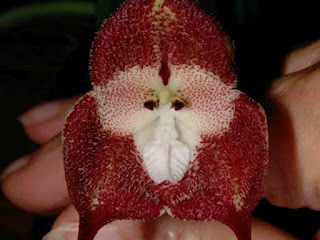 Dracula Simia, Anggrek Yang Berbentuk Wajah Monyet Dracula Simia