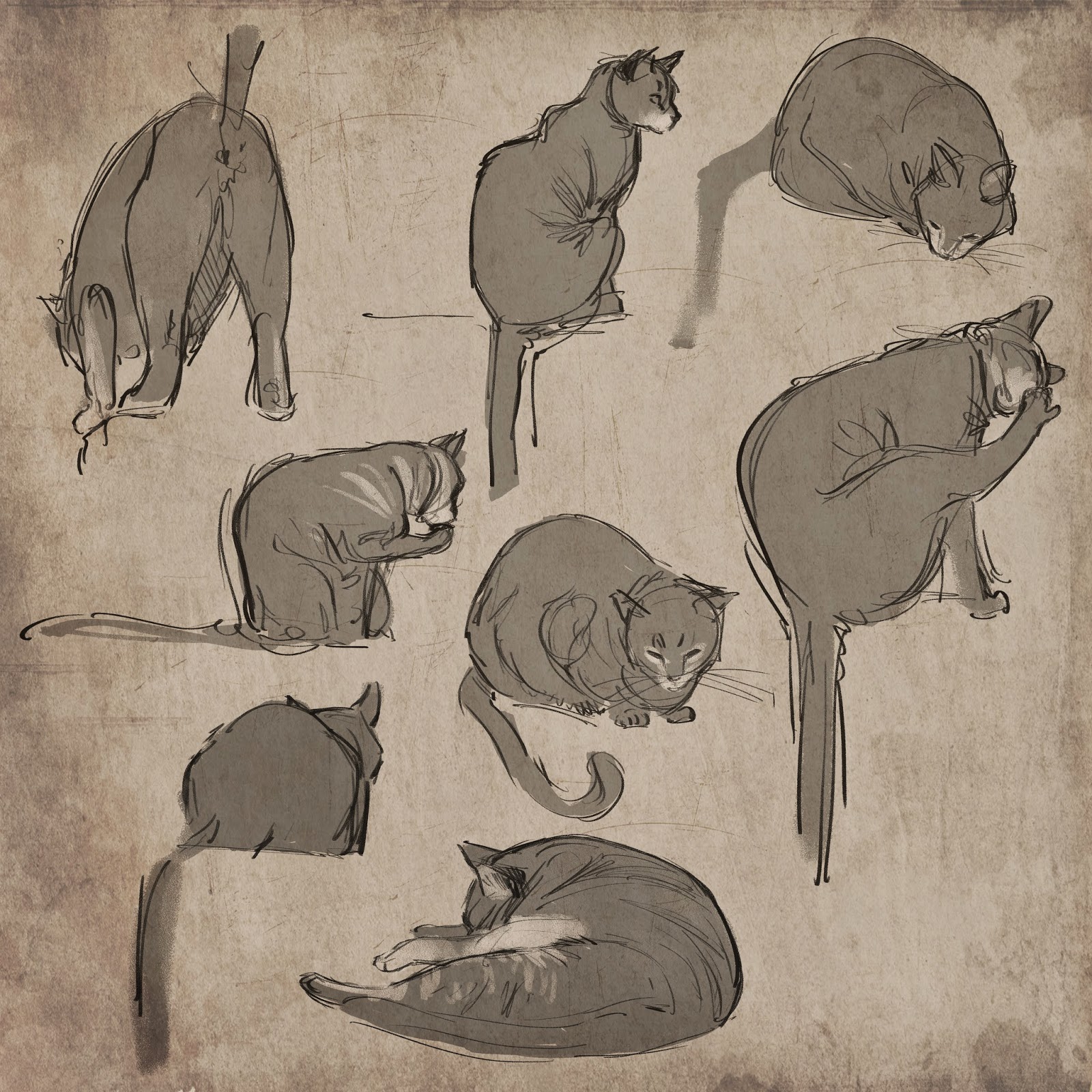 Some very quick life drawings of my cats before I start painting today. |  The Art of Aaron Blaise