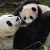 Fondo de Pantalla Animales Osos panda en familia