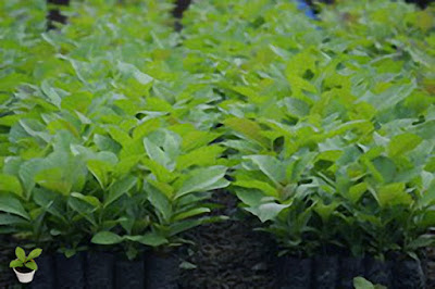 bibit_jati_solomon bibit_jati_solomon