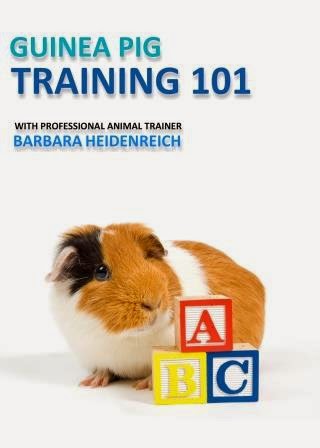 Guinea Pig Training 101 Video