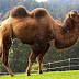 É verdade que as corcovas dos camelos podem armazenar água?