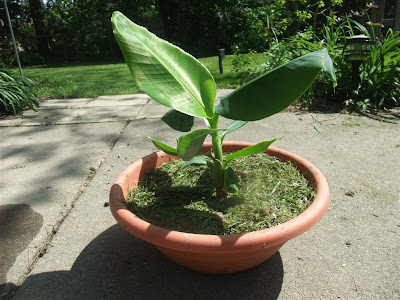 transplant a banana tree to a pot, roots, summer, water, mulch