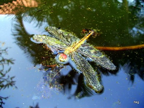 Dragonfly+nymph+life+cycle