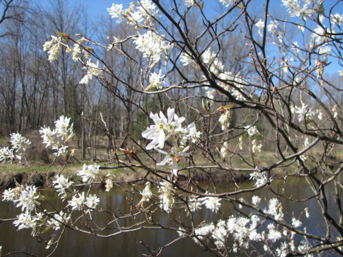 serviceberry in bloom