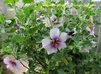 Lavatera maritima