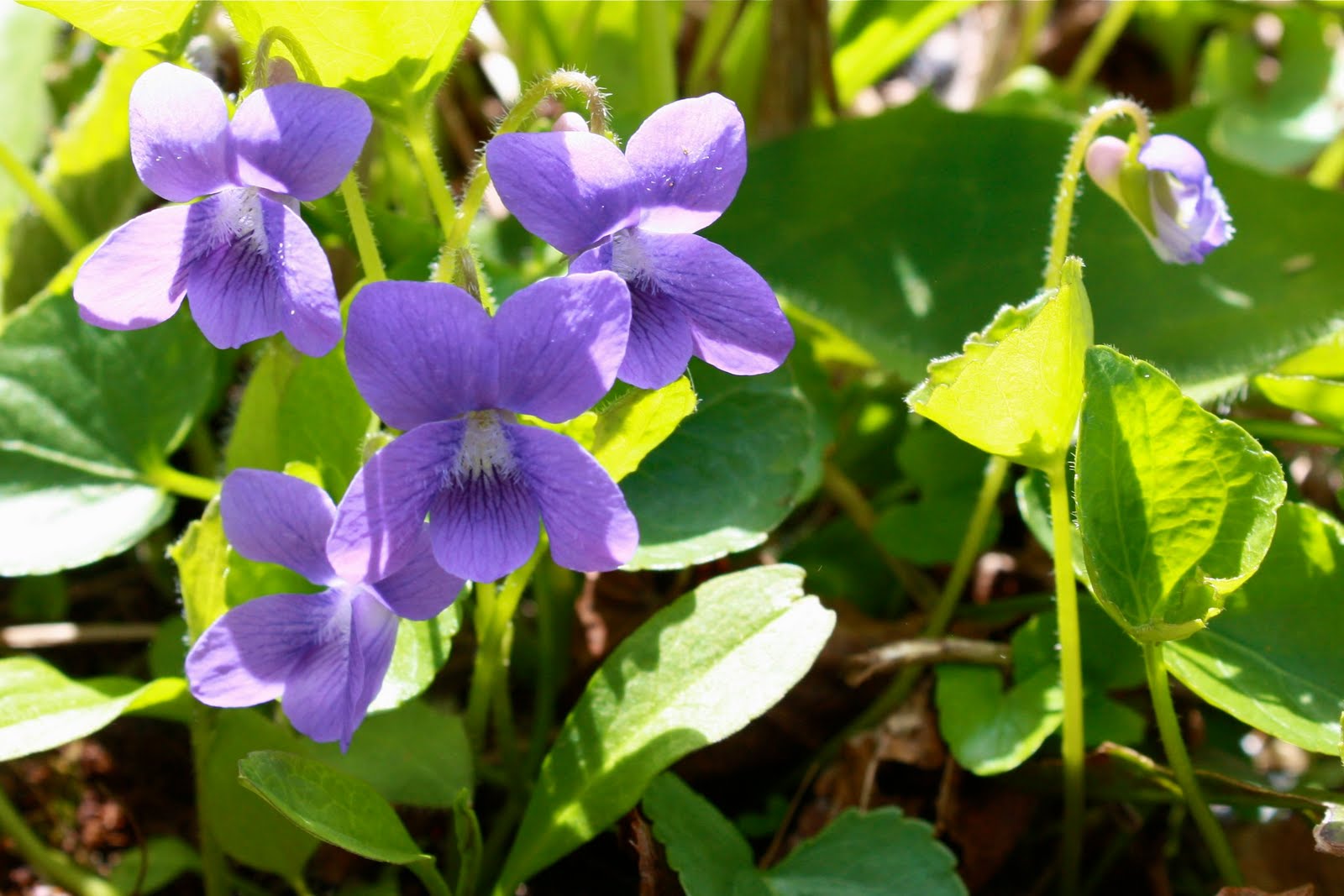 purple violets Canadian Provincial Flowers Pinterest