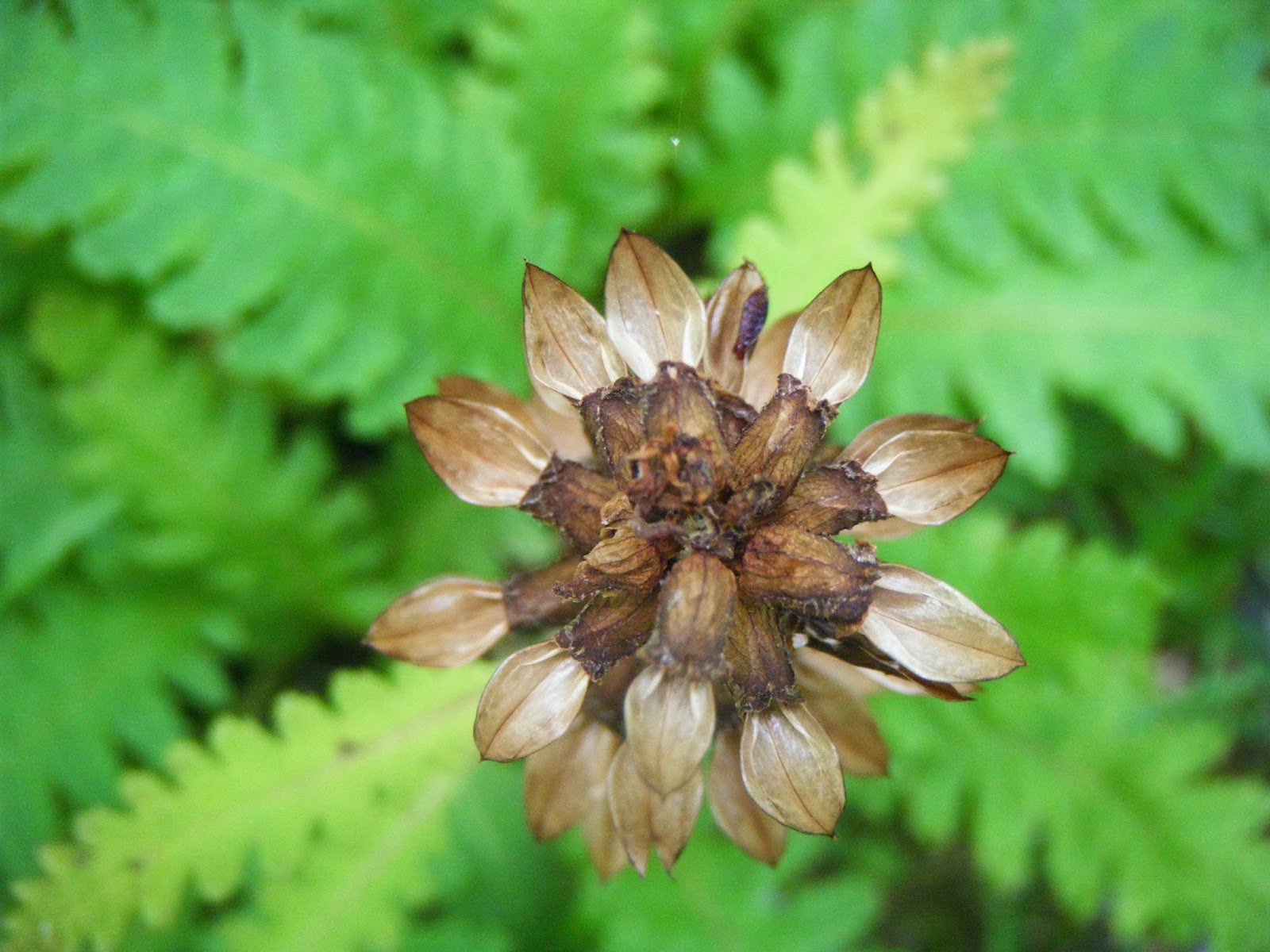 The Botanical Hiker A Guide to the Edible and Medicinal