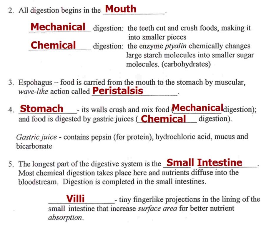 Human Digestive System Essay Human Digestive System For Dummies How Does The Human Digestive System Work For Dummies Gastrointestinal Tract Essay Research Paper Samples Essay also Teaching Essay Writing To High School Students My English Class Essay