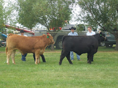Learning how to show a steer