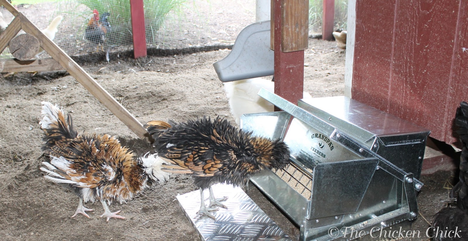 Grandpa's Feeders Protect Your Chickens & Wallet! The Chicken Chick®