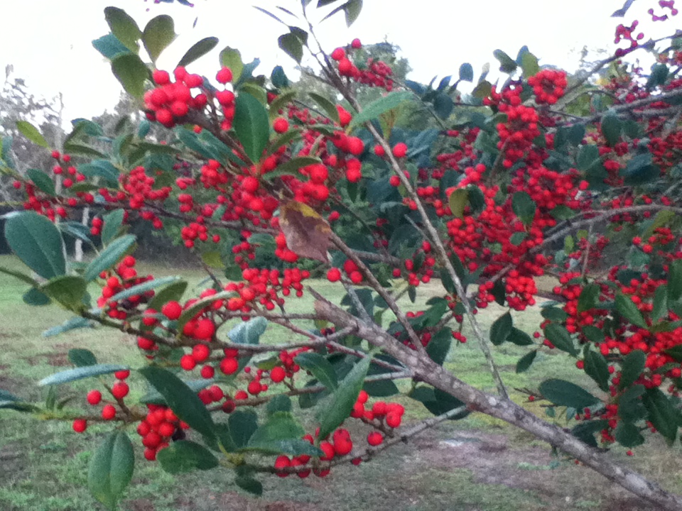 Virginia's Life, Such As It Is! February 2012