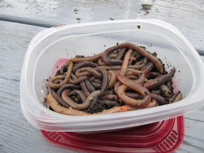 container full of night crawlers