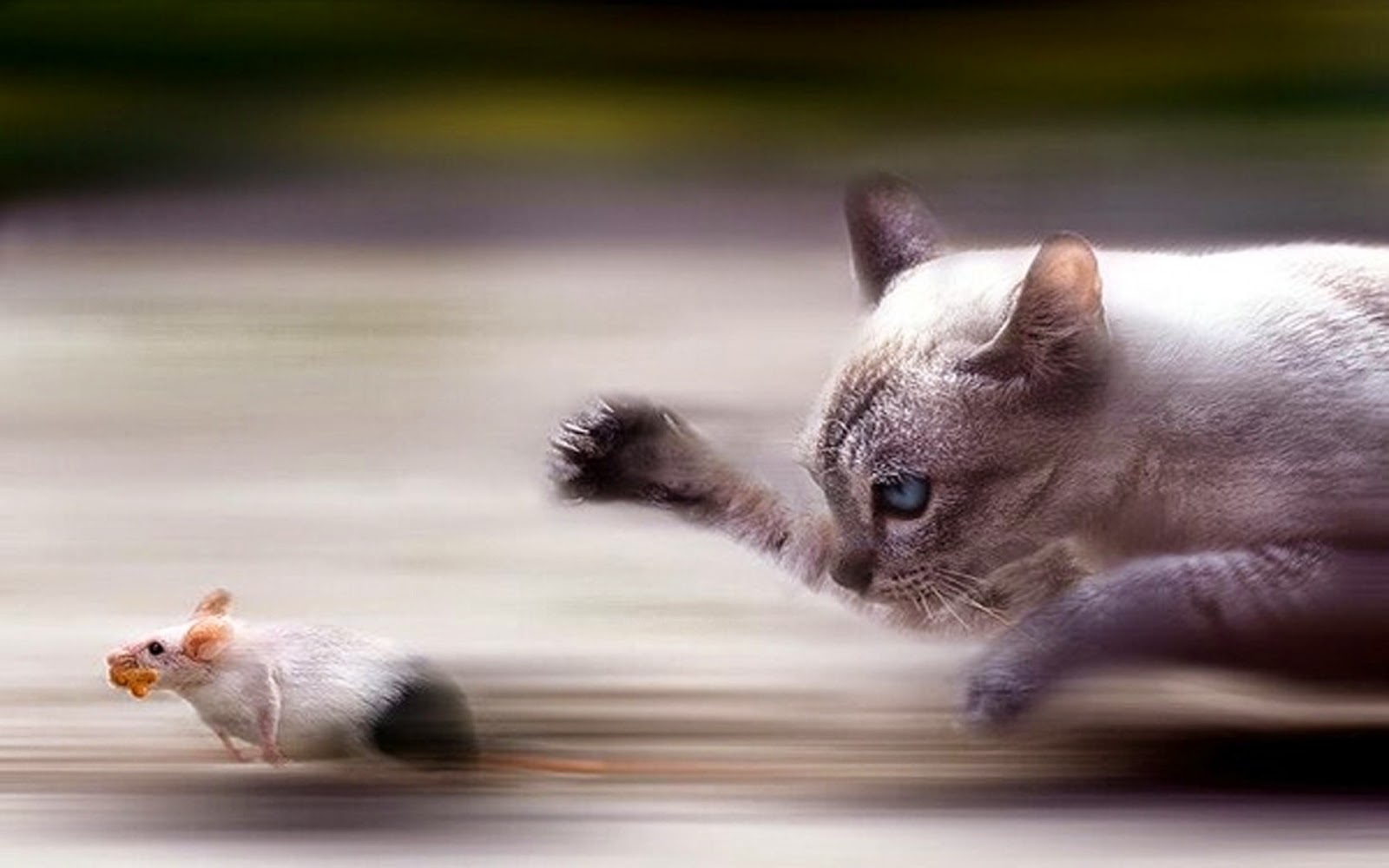 Cat And Mouse Desktop Wallpaper Desktop Wallpaper