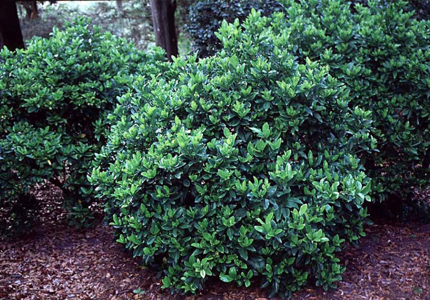 beechwood landscape architecture and construction cape jasmine evergreen shrub woody plant of beechwood landscape architecture and construction cape jasmine evergreen shrub woody plant of