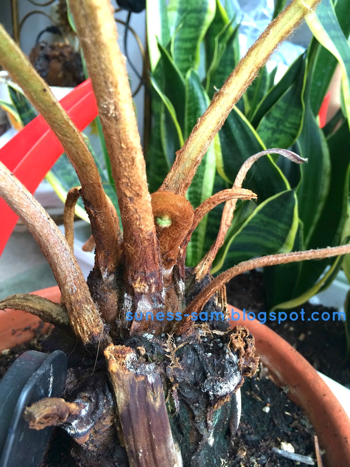 Sudsy Life Hāpu‘u Hawaiian Tree Fern Indoor Care Secrets