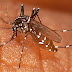 Malaria:  Cempedak Lebih Ampuh Dibanding Kina?