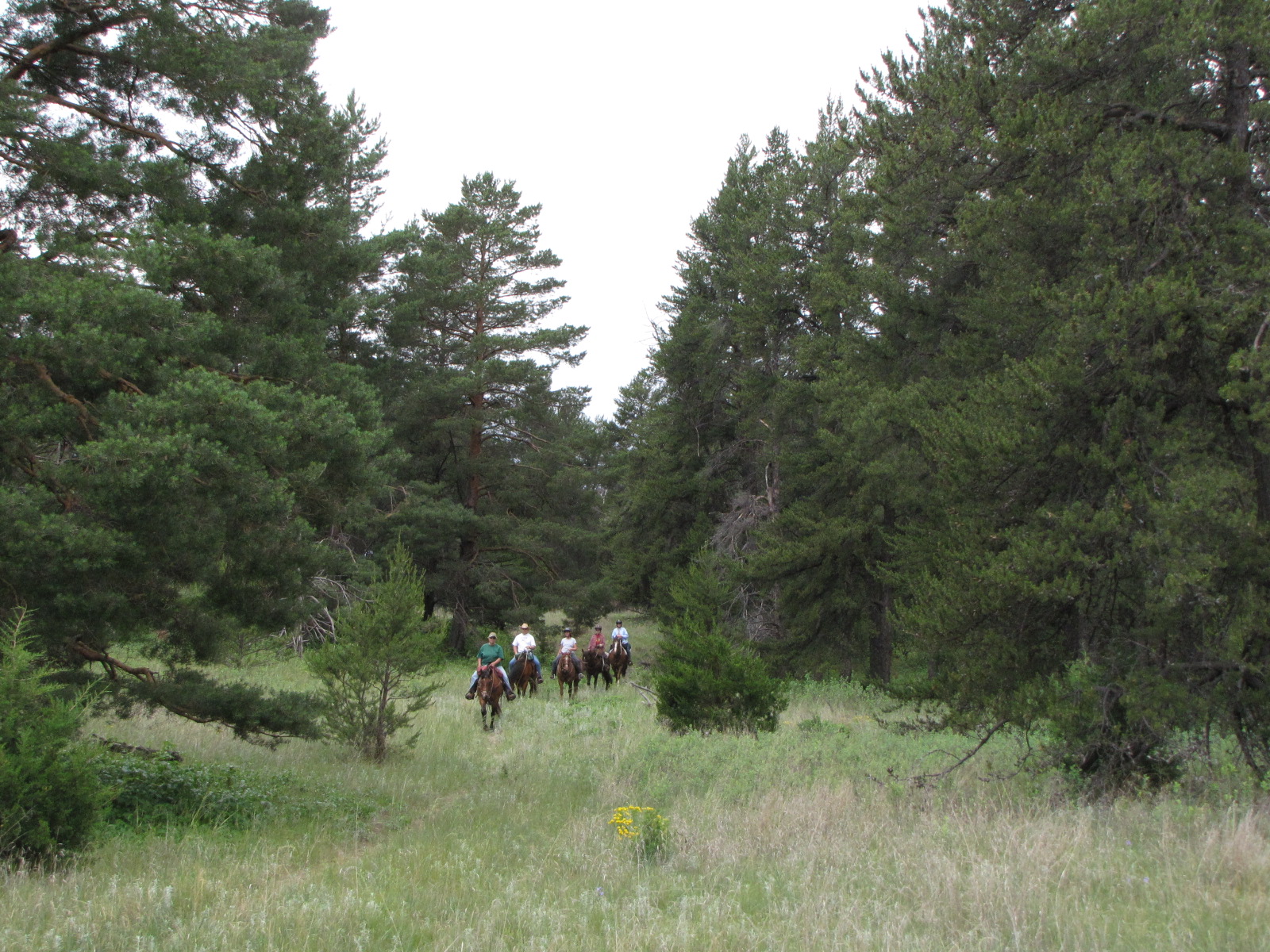 HorseTrailRiders Halsey Trip