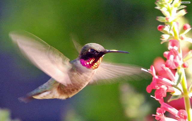 Pink Birds Wallpapers - Entertainment Only