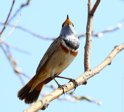 Варакушка (Luscinia svecica)