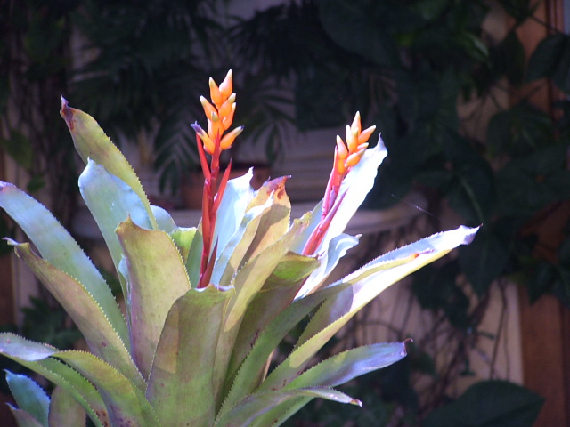 Aechmea wild orange