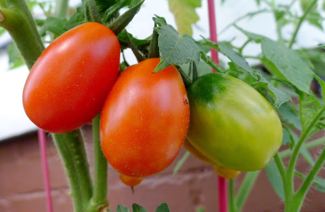 Roma Tomatoes