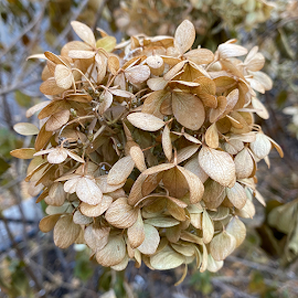 Nature's pom pom. Go Fall!