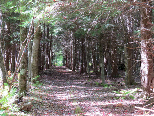 NCT Pere Marquette railroad bed
