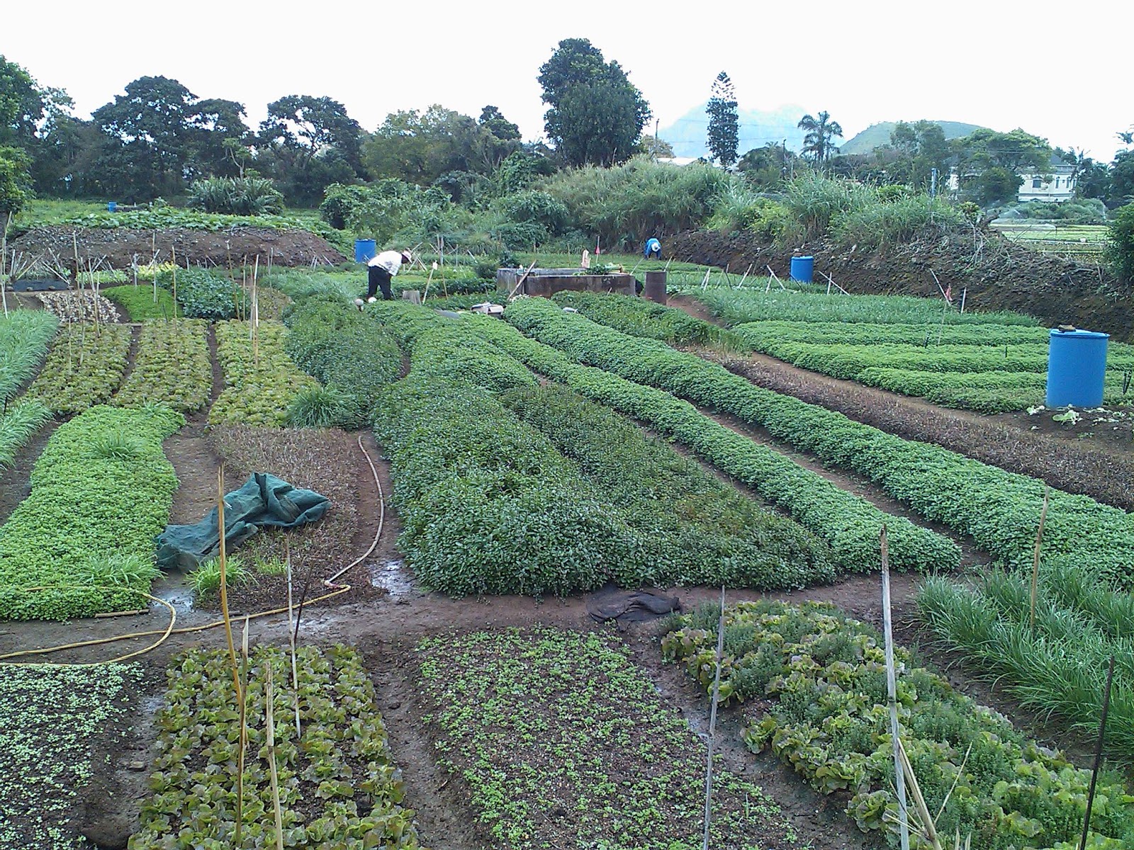 Mauritius Agriculture News March 2012
